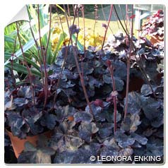 Heuchera 'Obsidian'